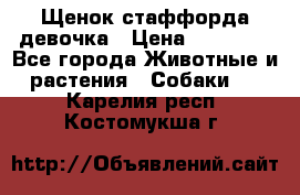 Щенок стаффорда девочка › Цена ­ 20 000 - Все города Животные и растения » Собаки   . Карелия респ.,Костомукша г.